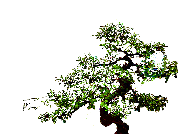 26_bonzai-trans