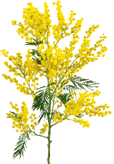 fleur mimosa